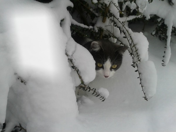 Chat dans la neige Фотомонтажа