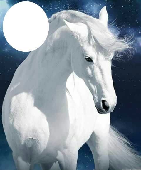 white horse Photo frame effect