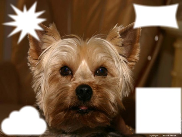 petit chien Photomontage