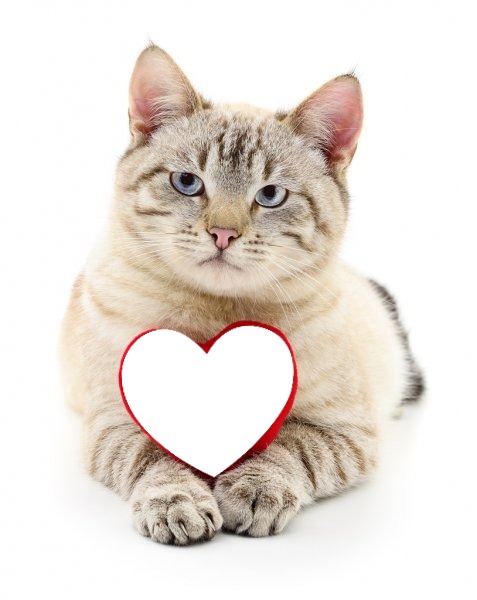 gatto con cuore Fotomontaža
