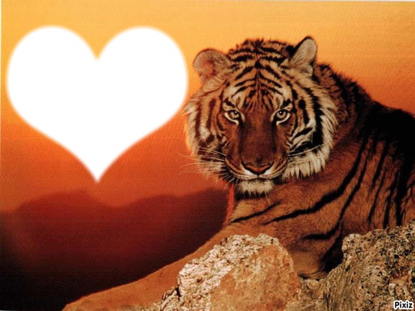 tigre de l'amour Photo frame effect