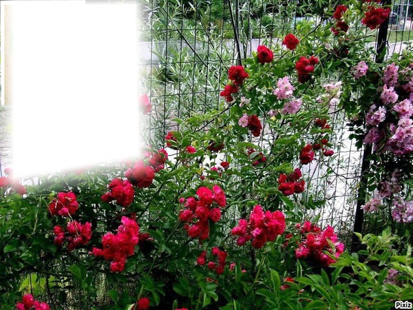 Jardin de Roses rouge Montage photo