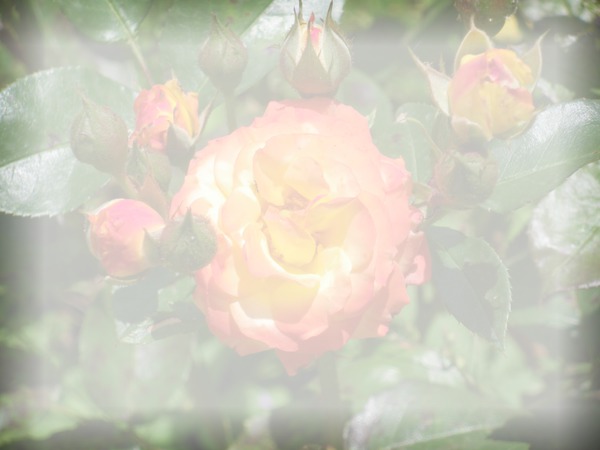 roses anciennes Fotomontaż