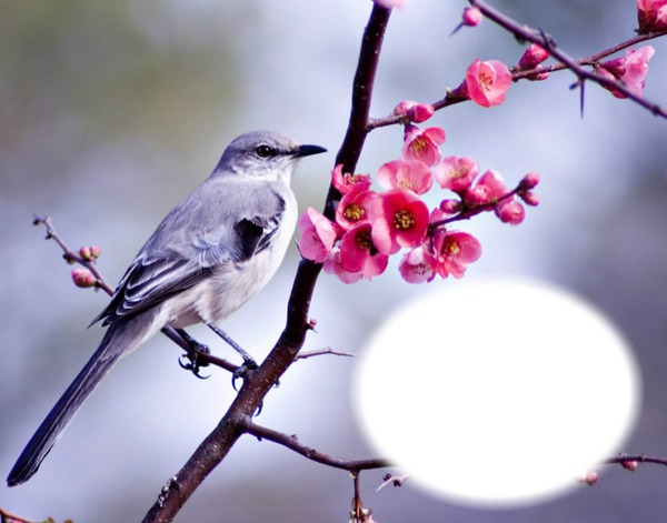 Oiseau-branche-fleurs Фотомонтажа