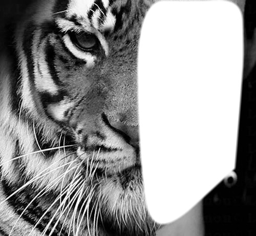 Mi tigre , Mi humain ! Montaje fotografico