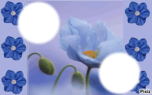 flor azul Photo frame effect