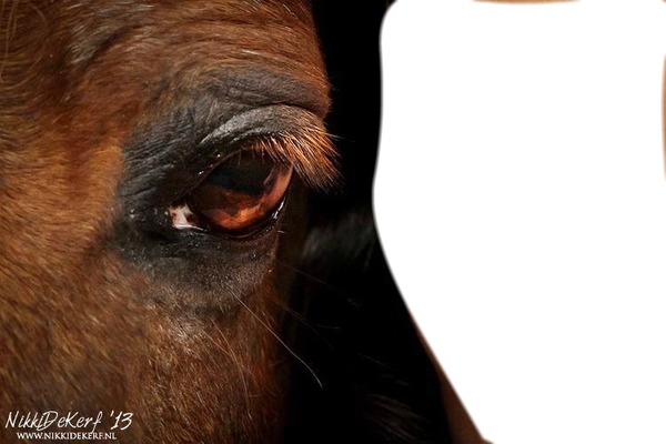 Horse's eyes and your face Photo frame effect