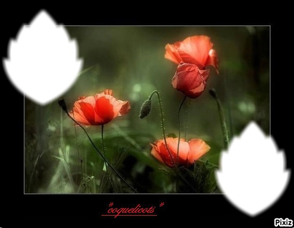 *Coquelicots* Photo frame effect