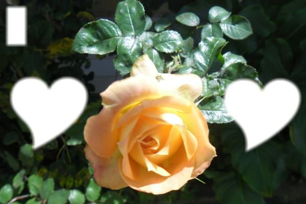 rose double Fotomontāža