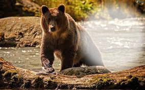 ours brun Fotomontaż