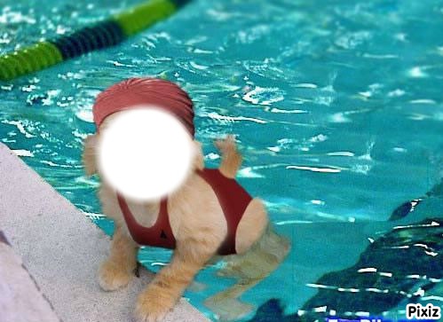 chat à la piscine Photo frame effect
