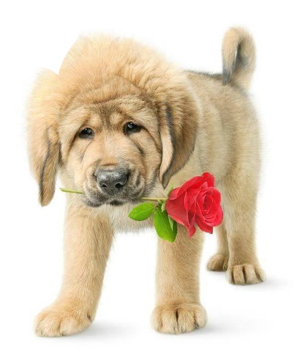 chien avec une rose dans sa gueule 1 photo Фотомонтаж