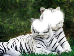tigres Фотомонтажа