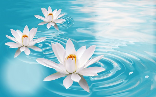 Water Lily Photo frame effect
