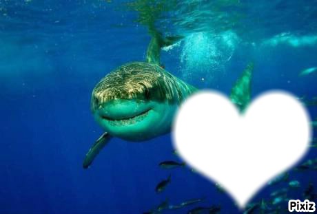 love requin Photo frame effect