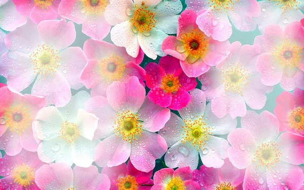 flores Montaje fotografico