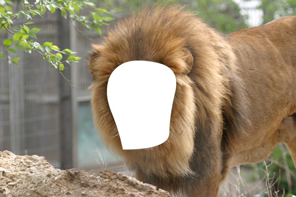 lion lion Photo frame effect