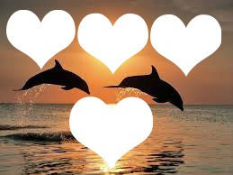 dauphin coucher de soleil Photomontage
