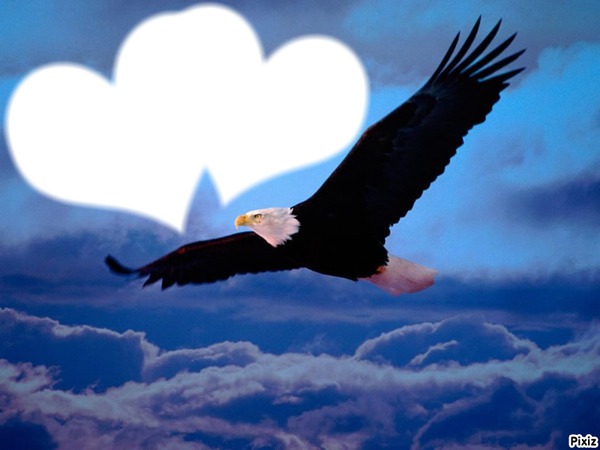 un aigle de la liberté ... Photo frame effect