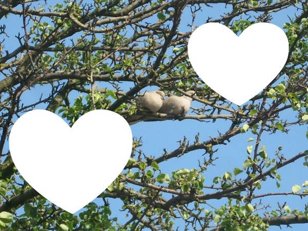 love is in the tree Valokuvamontaasi