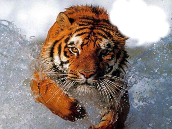 Tigre Fotomontage