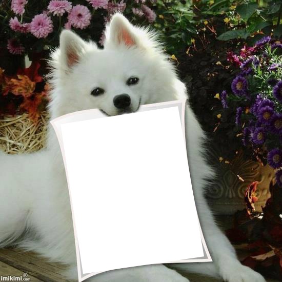 cão branco Photo frame effect