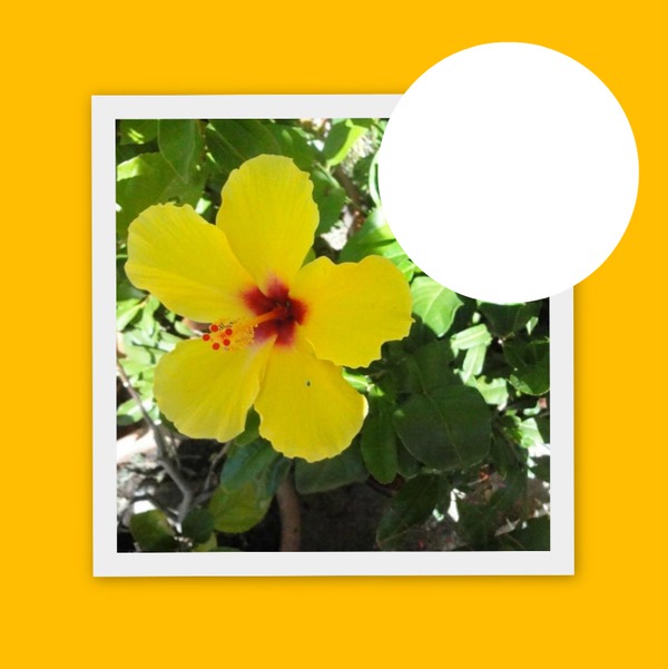 Hibiscus jaune Fotomontažas