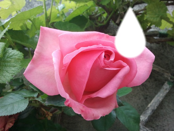 Jolie rose ... Фотомонтаж