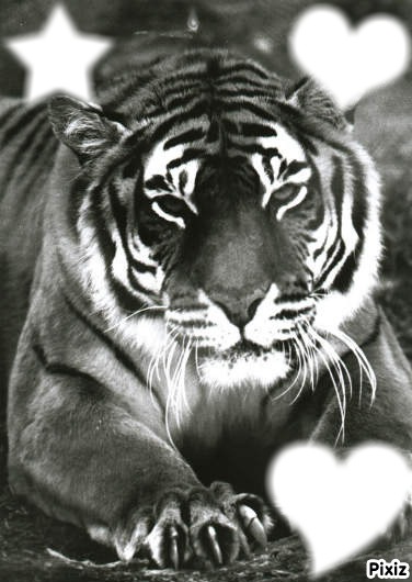 tigre et amour フォトモンタージュ