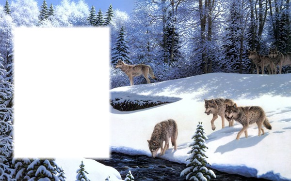 Wölfe im Winter Photomontage