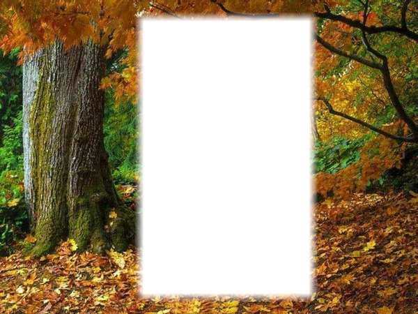 Őszi erdő Photo frame effect