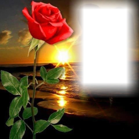 Sun and rose Photo frame effect
