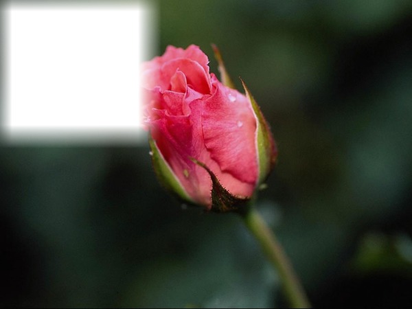 Rosas Fotomontage