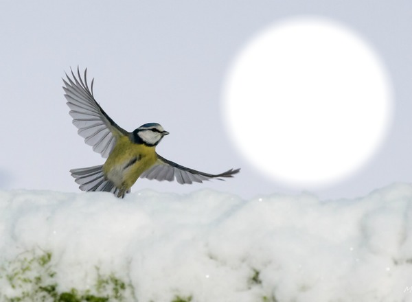 Oiseau-neige-envol Фотомонтажа