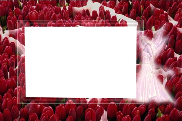 rode tulpen Photo frame effect
