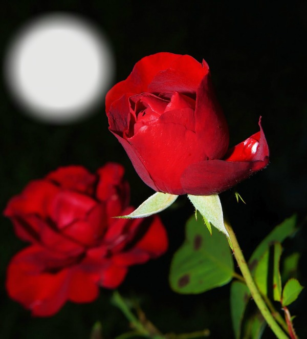 rose1 Fotomontagem