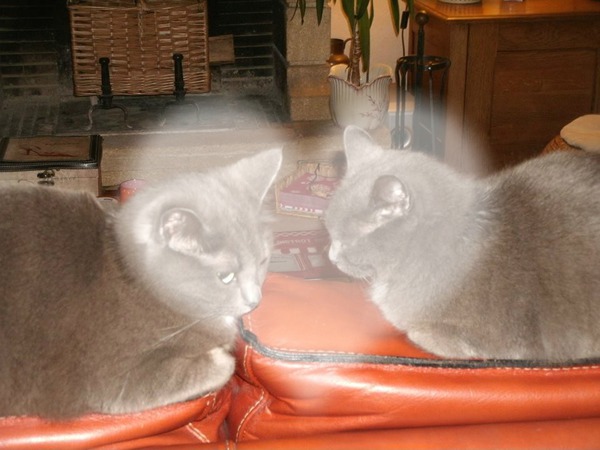 chats Fotomontage