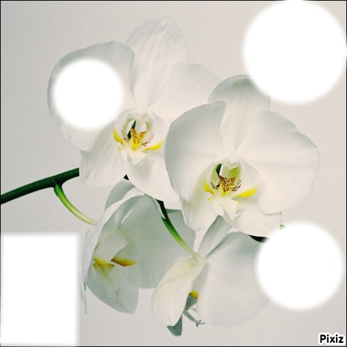 orchidée Photo frame effect