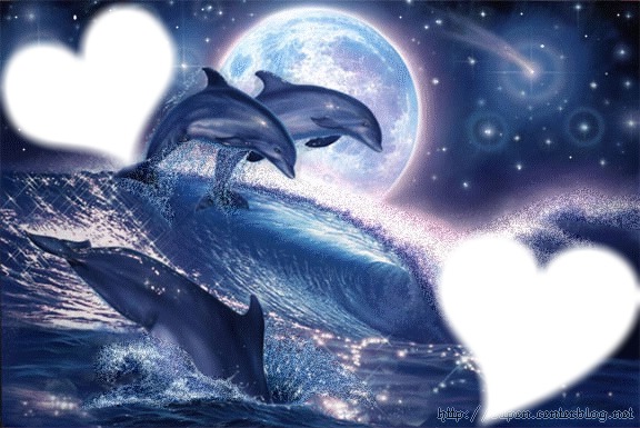 Dolphine loves Fotomontage