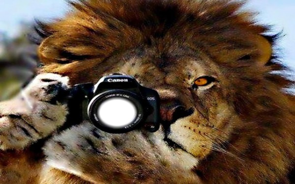 lion Montaje fotografico