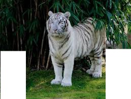 tigre branco Fotomontagem