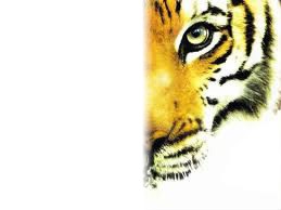demi tete de tigre Fotomontasje