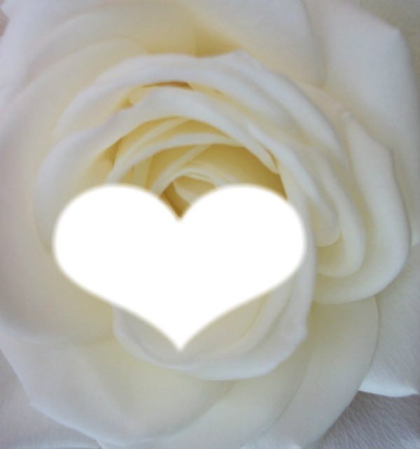 La rose blanche Фотомонтажа