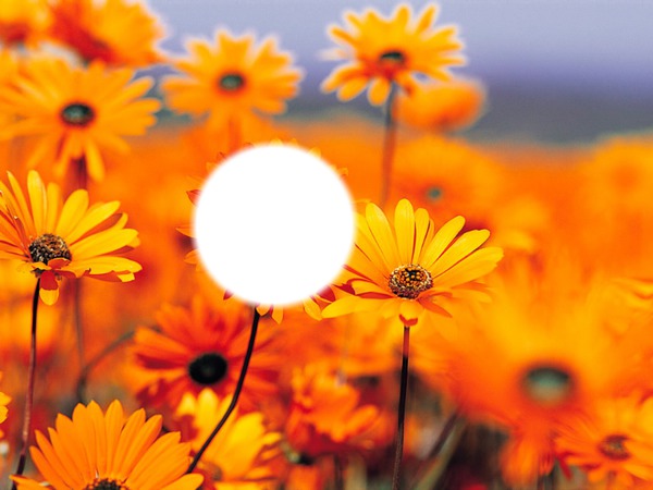 parfum d'été Montaje fotografico