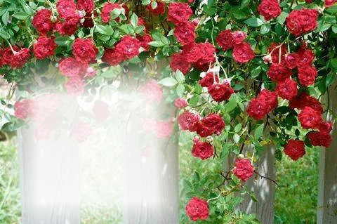 Les roses rouge Fotomontáž