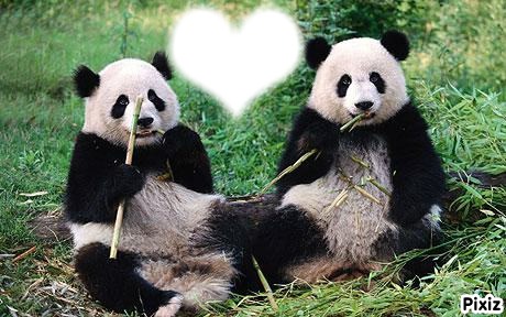 panda Fotomontasje