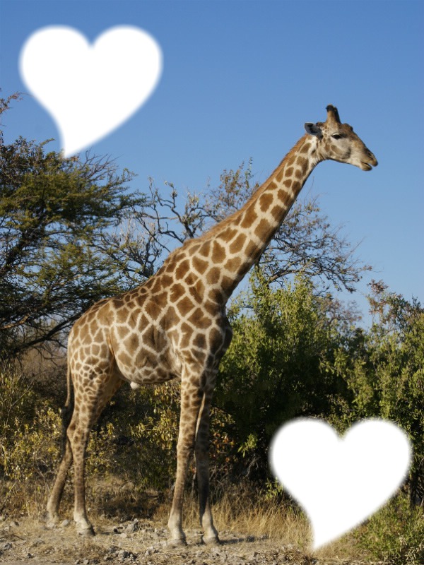 giraffe avec coeur Photo frame effect