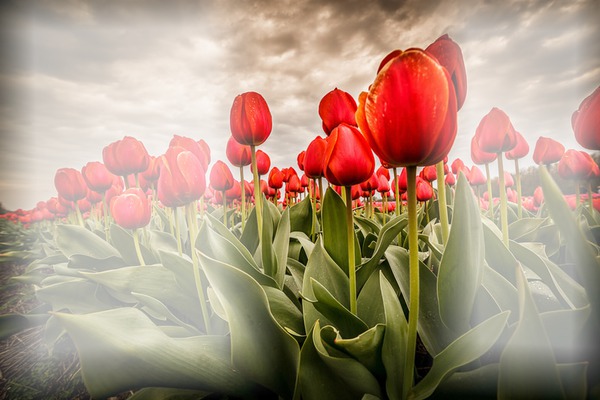 Tulipa Fotomontagem