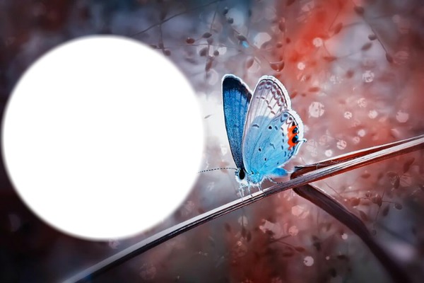 Papillon bleu Fotomontáž