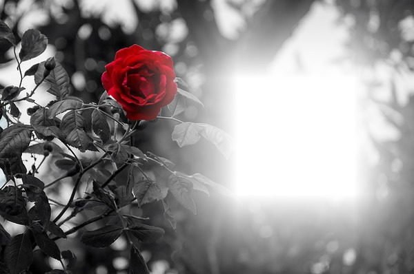 rose rouge Fotomontasje
